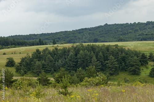 Majestic spring forest, fresh glade with different grass and blossom  wildflower, Plana, mounrain, 

Bulgaria    photo