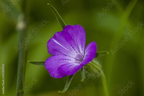 Corncockle or Agrostemma githago often met wild purple flower, Plana mountain, Bulgaria    photo