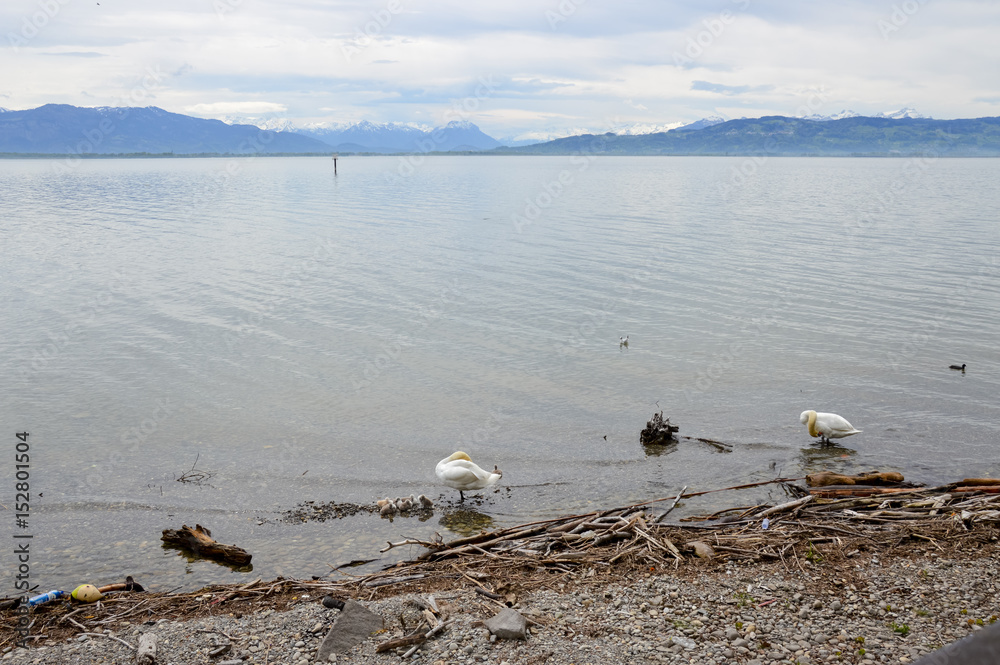 Obraz premium Swan with baby chicks, Lindau, Bodensee, in South Germany, May 2017
