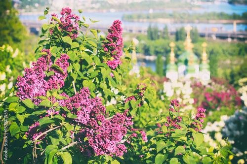 Lilac blossom in botanical garden in Kyiv, Ukraine photo