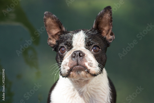 Boston terrier