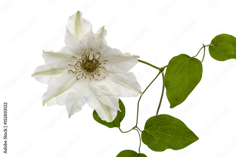 Obraz premium Clematis flower, isolated on white background