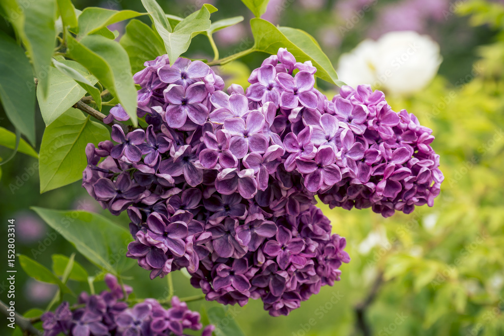 Spring Blooming Lilac Branches