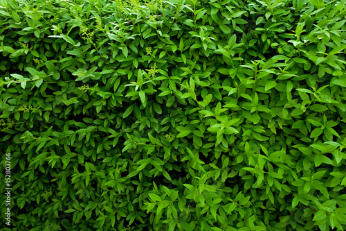 Green leaves abstract background or texture