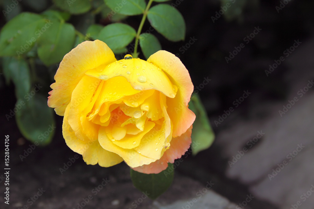 Beautiful yellow rose on dark background Beautiful yellow rose on dark background
