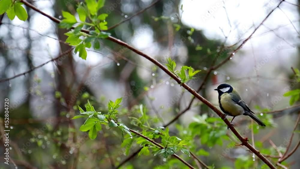 Птица в лесу