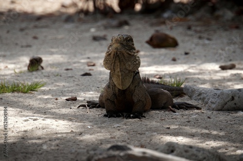 Iguana on the beach © elisabono