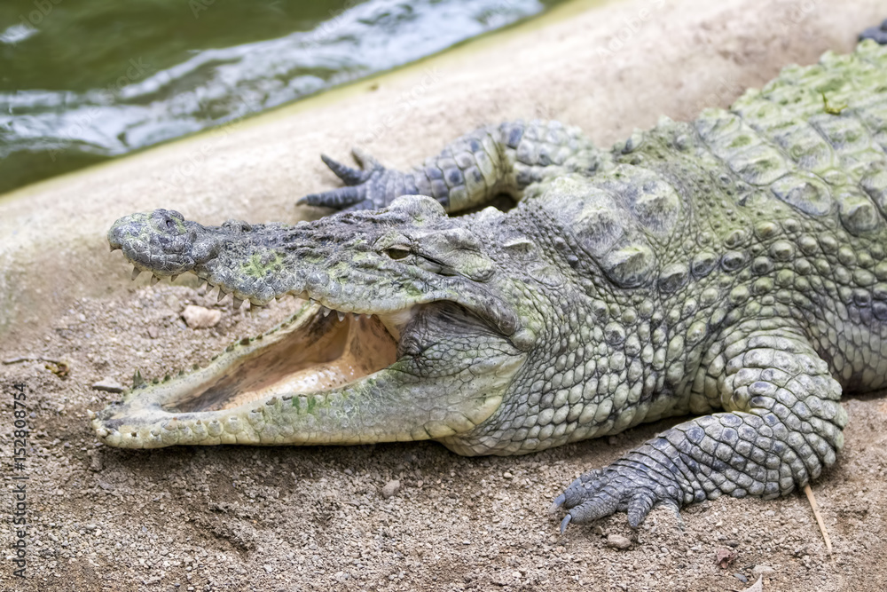 Naklejka premium Timsah