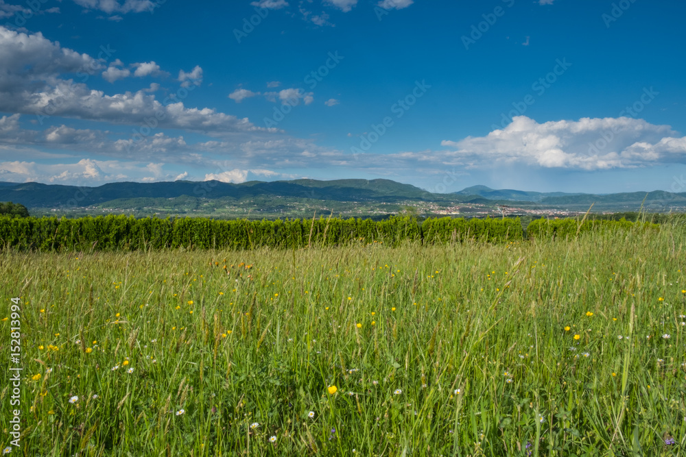 Wild plants meadow with countryside panorama in the background Wild plants meadow with countryside panorama in the background