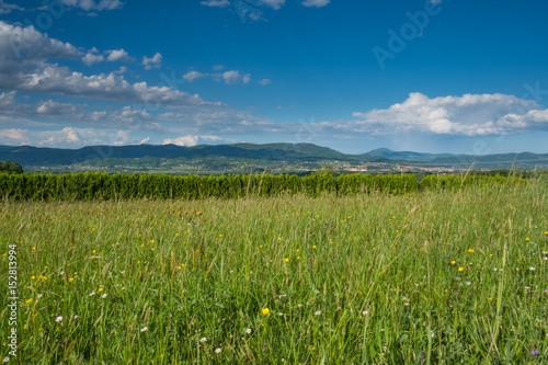Wild plants meadow with countryside panorama in the background