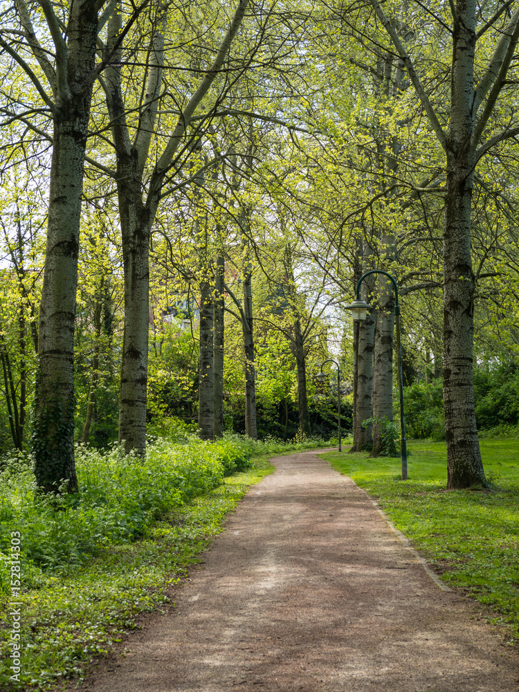 Obraz premium alley of trees with new leaves