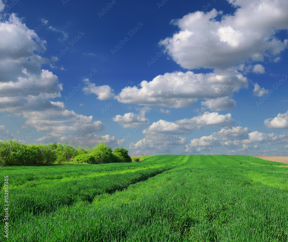 Wheat field against a blue sky