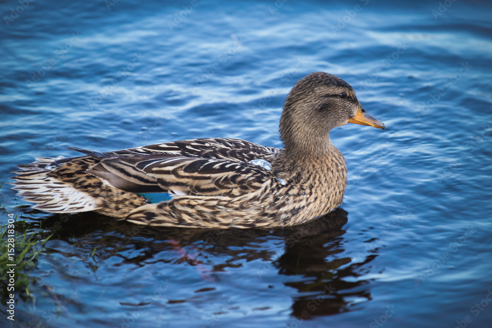 Duck Duck