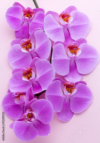 Pink beautiful orchid on colored background.