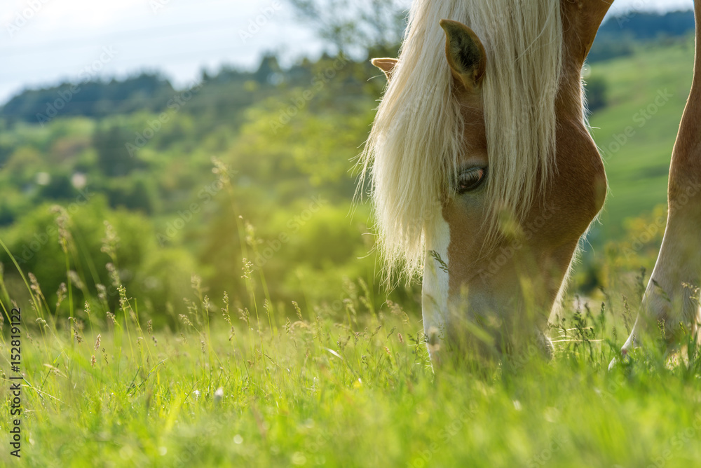 Fototapeta premium Wypas koni na pastwisku z trawą