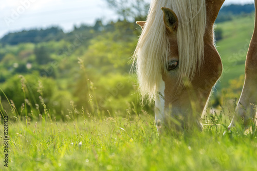 Fototapeta Naklejka Na Ścianę i Meble -  Horse grazing in a pasture with grass