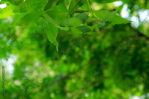 green leaf,  shooting in background forest in sunny spring day, a leafy shade