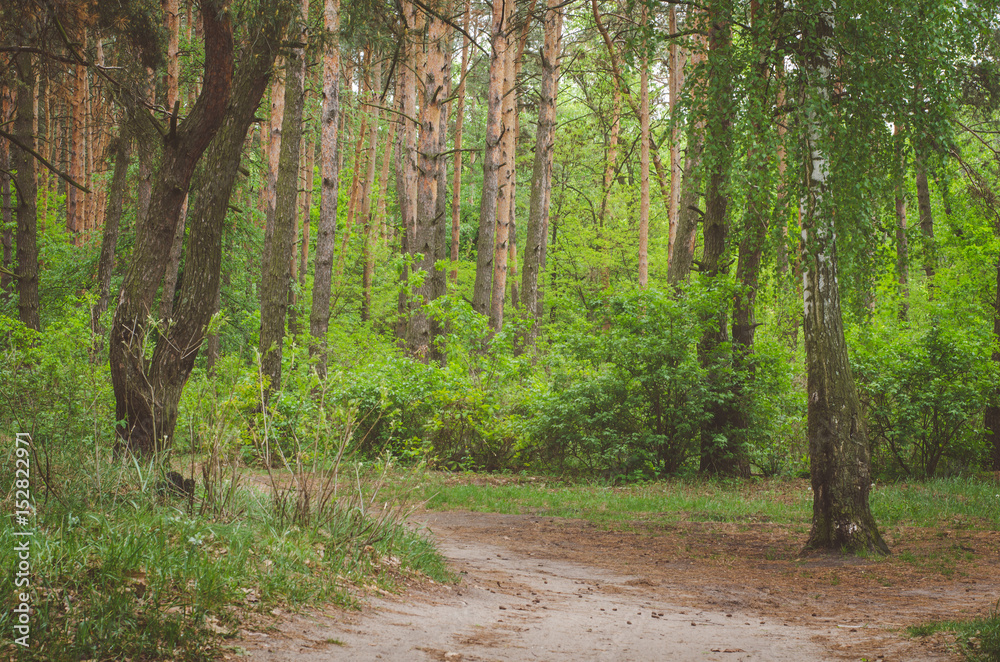 Fototapeta premium Road in green forest in spring