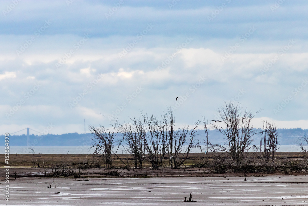 birds and old trees in mud flats
