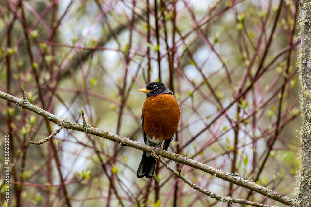 bird on branch in profile bird on branch in profile