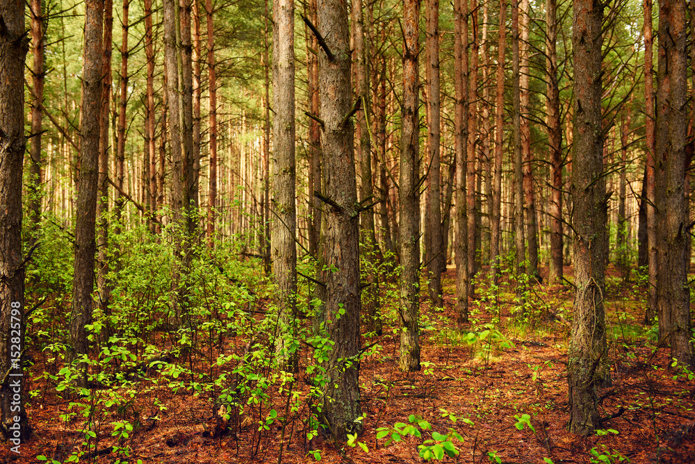 Naklejka premium Summer green forest with pine trees, natural outdoor seasonal background.