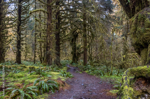 wet trail with fern trees and moss