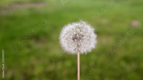 Dandelion seeds in the morning sunlight blowing away across a fresh green background. Closeup of dandelion in full seed, growing in tall grass. photo