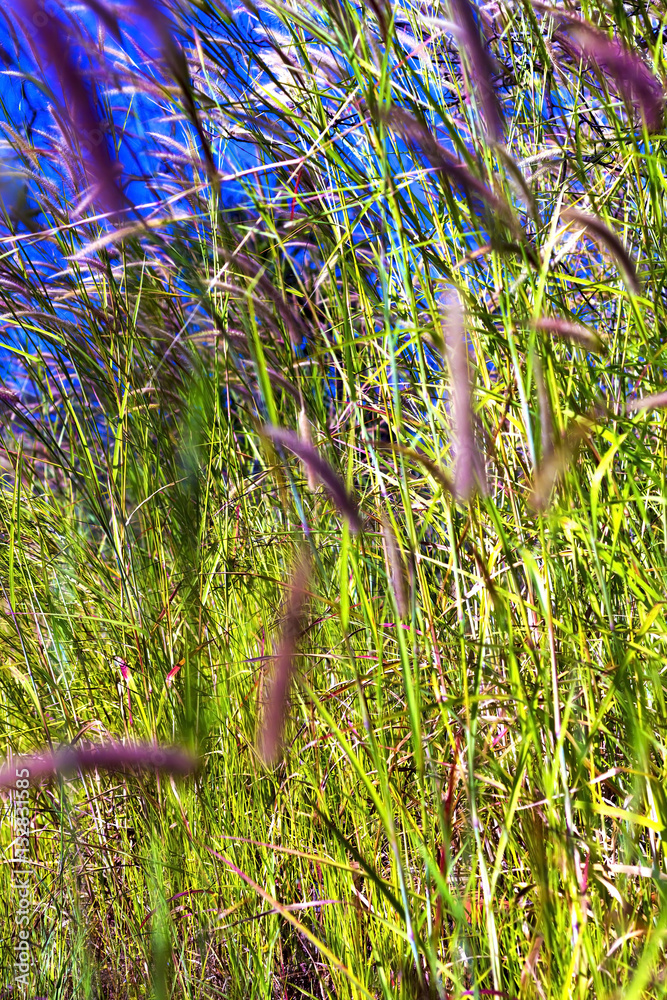 Obraz premium Pennisetum soft and green background