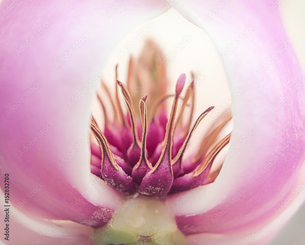Fototapeta premium Magnolia flower blossom, macro view zoom inside
