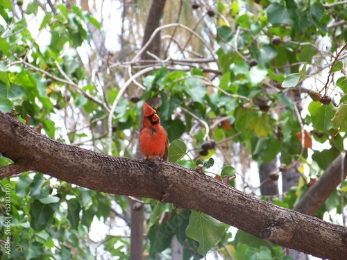 Red Cardinal on Tree Branch