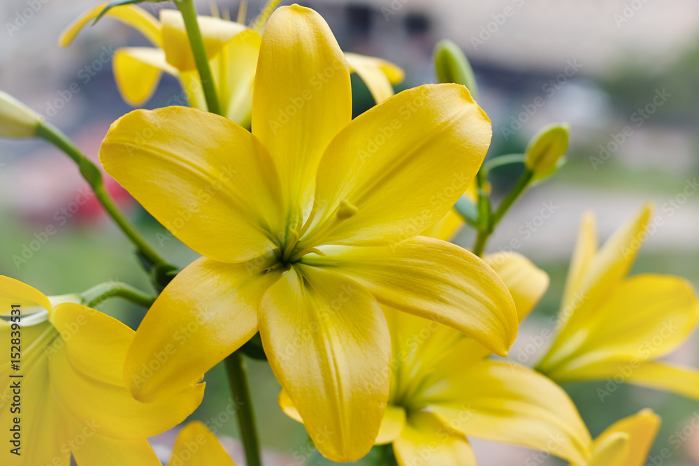 Fototapeta premium Beautiful bouquet of fresh yellow lilies. Flowers closeup.