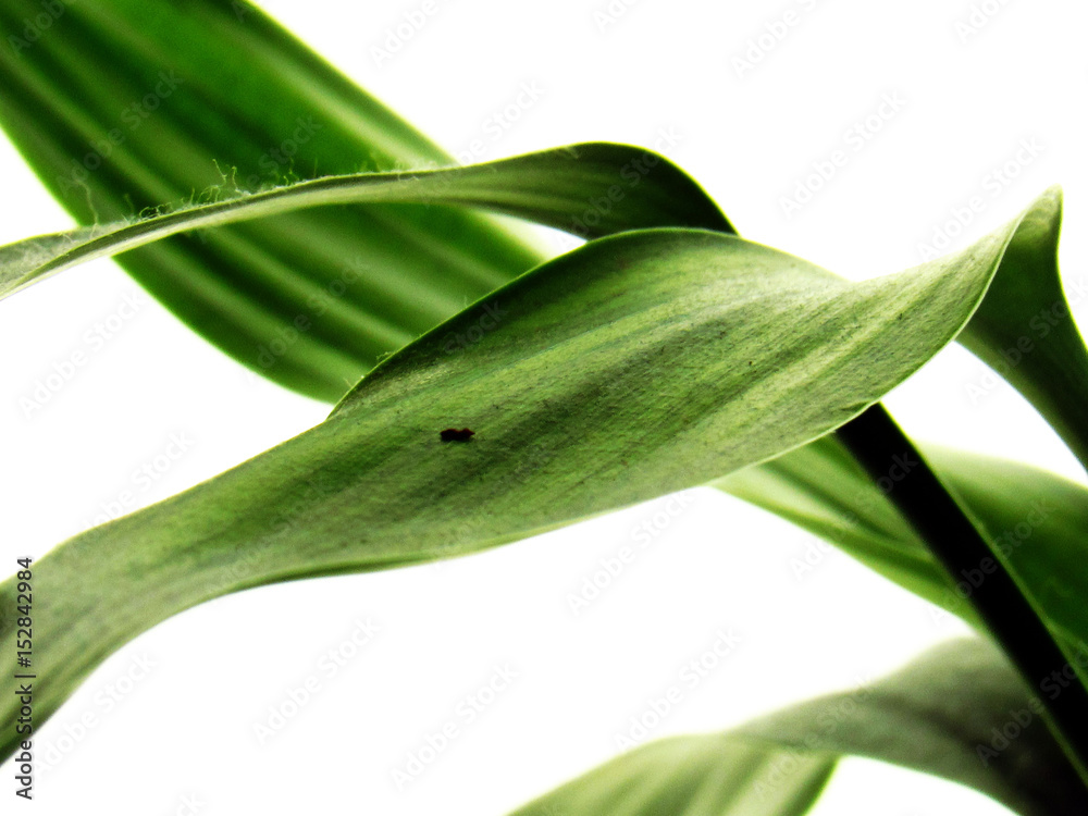 Dracaena braunii Engl. Dracaena braunii Engl.