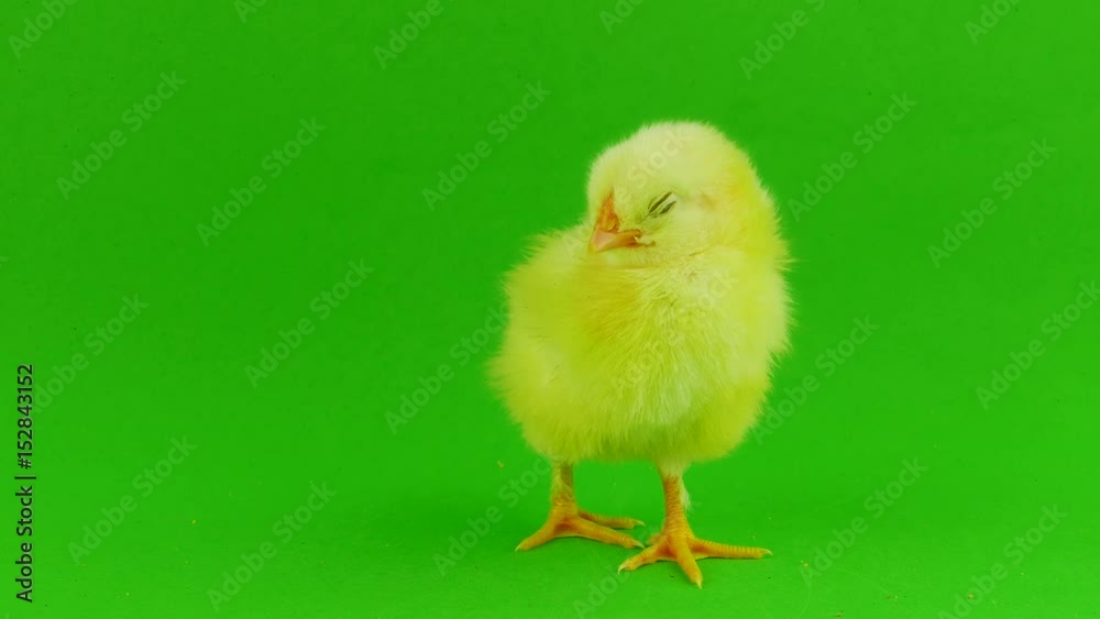 Little chicken on a green screen Little chicken on a green screen
