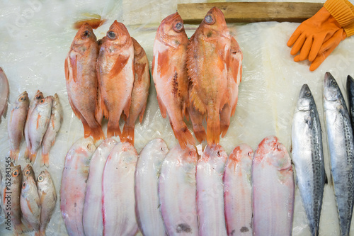 fresh fish in the market photo