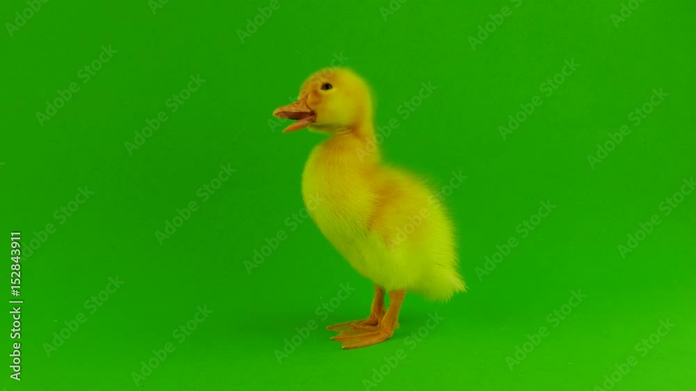 Small duck on a green screen Small duck on a green screen