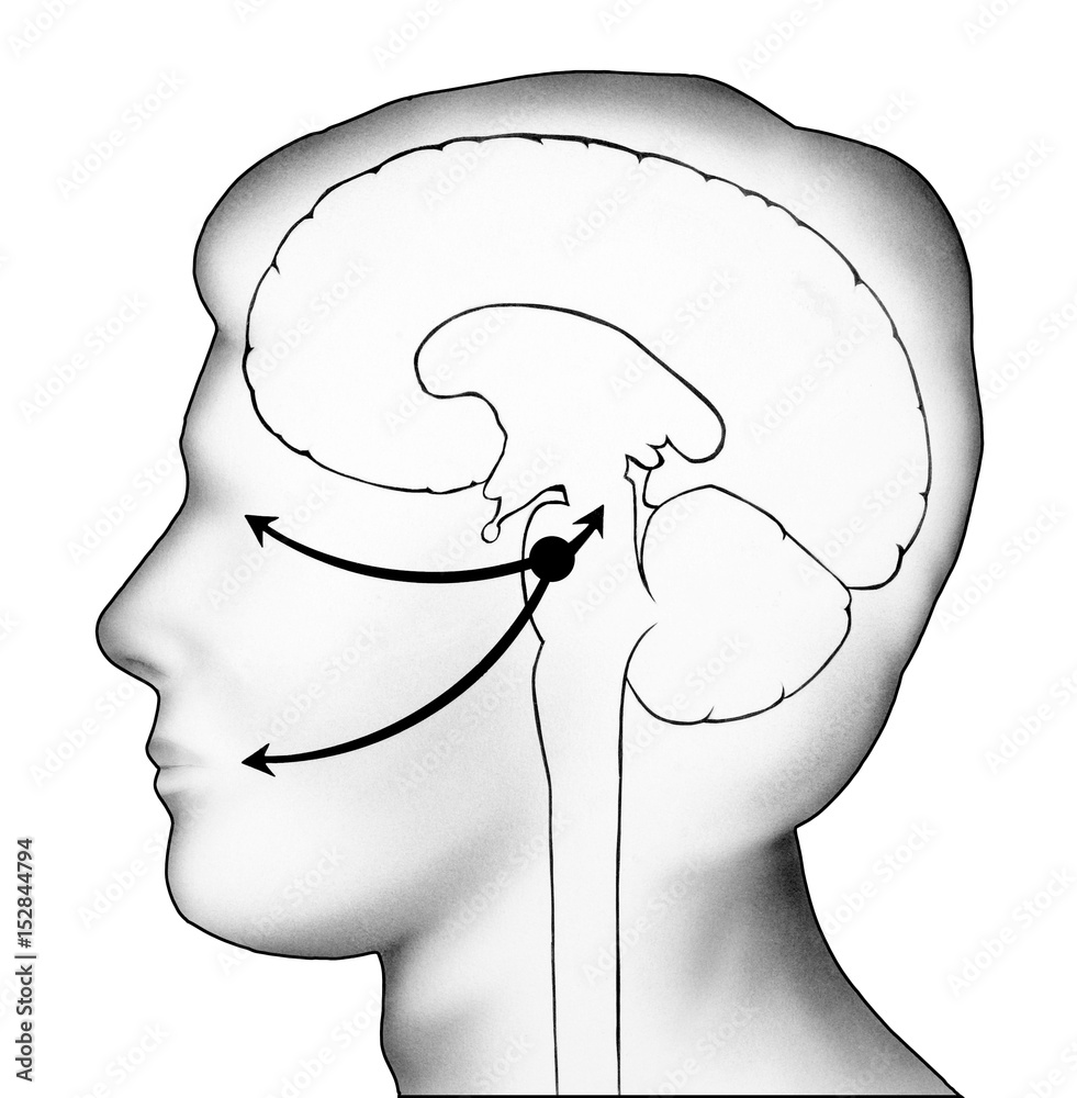 Illustration portraying where herpes type one virus can remain dormant