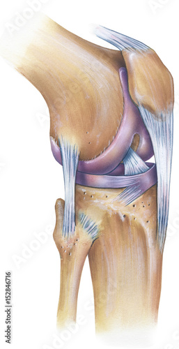 Photography The normal human anatomy of a knee, anterolateral view.