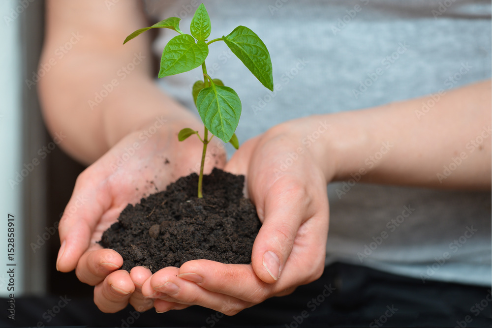 Woman hands holding young plant in fertil soil. Ecology concept