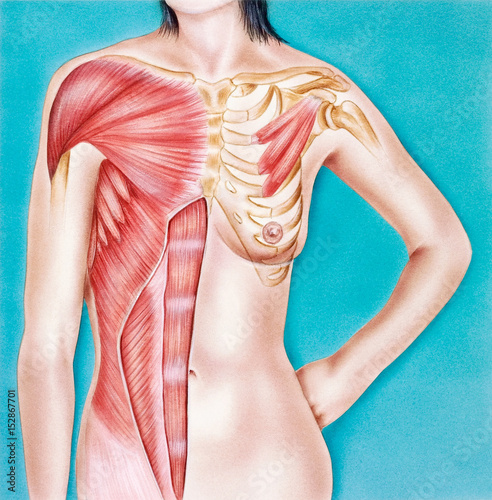 Torso - Female Musculature, Frontal View photo