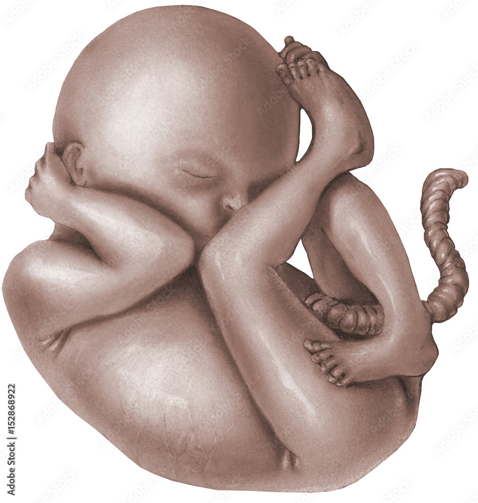 Pregnancy - Fetus - Normal Fetus