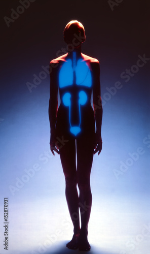 Female silhouette against a blue background showing trachea, lungs, kineys and bladder