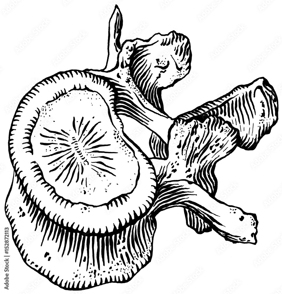 Spine -Lumbar Vertebra Spine -Lumbar Vertebra