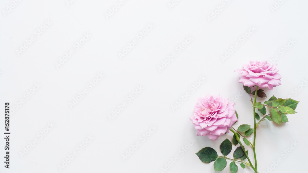 rose on white background rose on white background