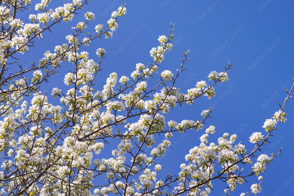 Young blossoming apple tree on the sky background with sunlight Young blossoming apple tree on the sky background with sunlight