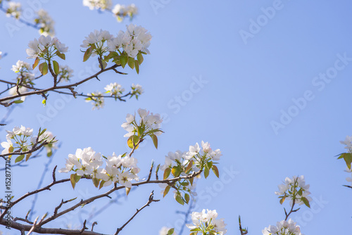 Young blossoming apple tree on the sky background with sunlight
