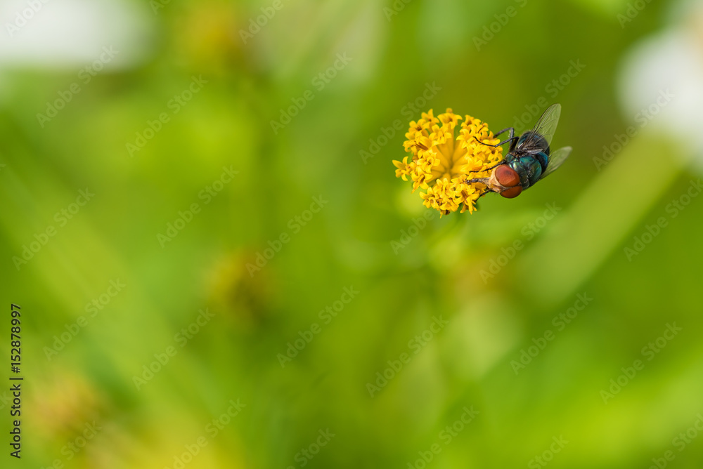 Some blue bottle flies eat pollen and nectar but mostly feed on carrion. Some blue bottle flies eat pollen and nectar but mostly feed on carrion.