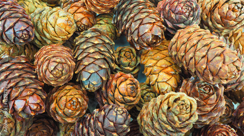 pine cones close up top view photo