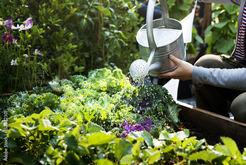 Woman watering organic fresh agricultural product photo