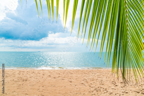 palm with empty beach