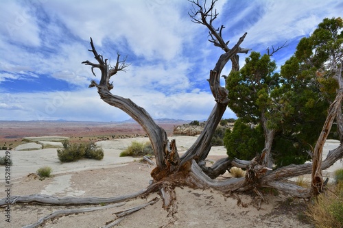 Twisted Tree in Utah Landscape